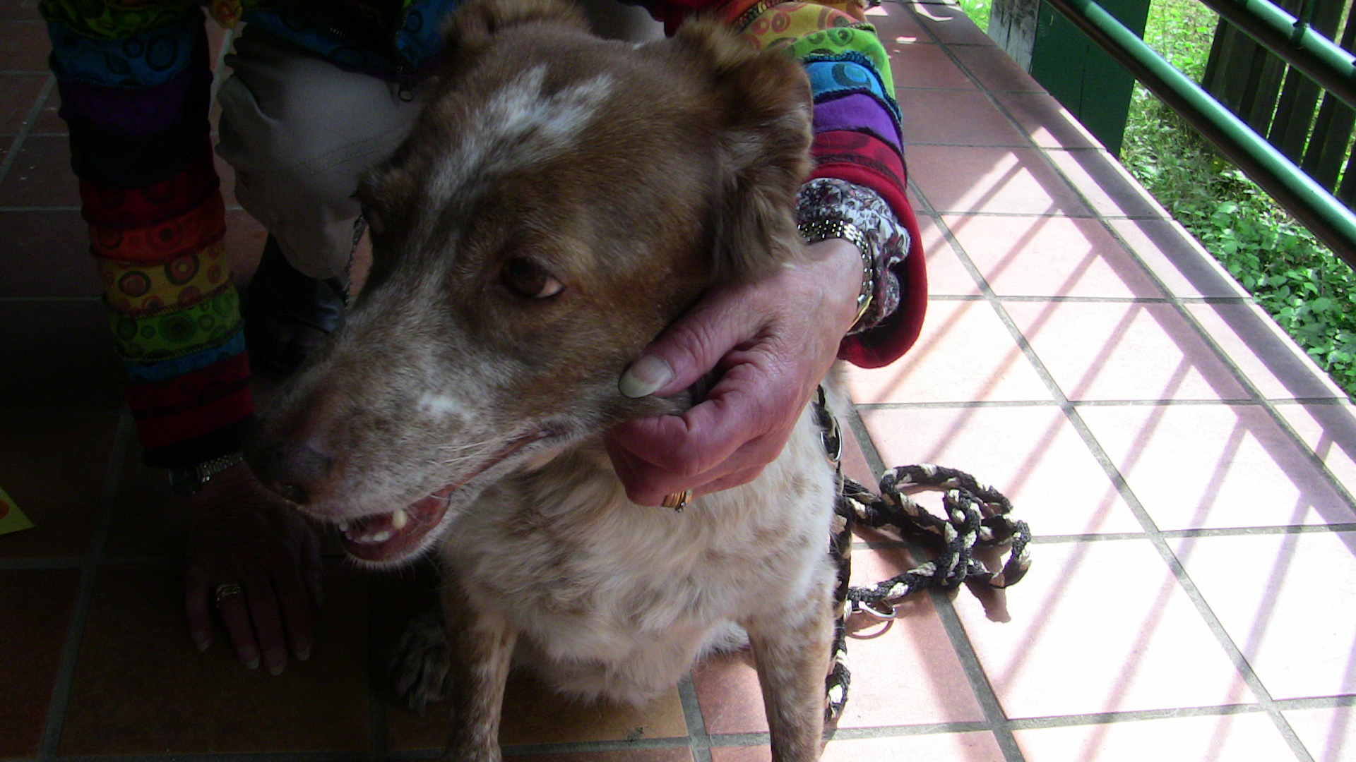 Elena - Ein Tierschutzschicksal.jpg (1920 x 1080)